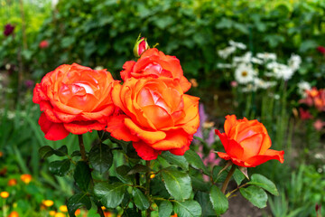 Beautiful rose flowers in the garden.