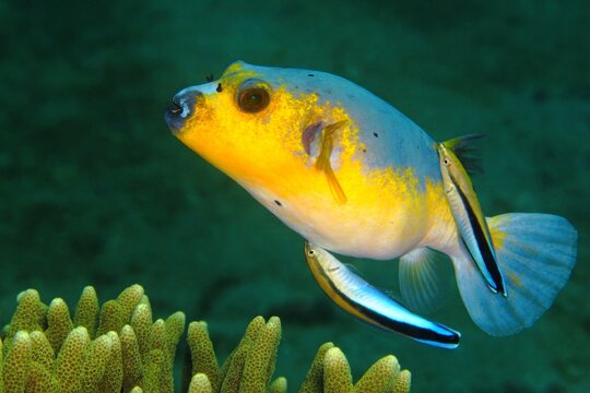 Marine life in the ocean. Pufferfish in cleaning station.Yellow blue puffer fish with two blue cleaner wrasses. Tropical underwater scenery, scuba diving.