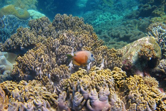 Swimming fish and tropical coral reef. Marine life in the ocean, underwater photography from scuba diving. Healthy reef and wildlife in the ocean. Animal and corals.