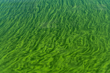 Water pollution by blooming blue-green algae - Cyanobacteria is world environmental problem. Water bodies, rivers and lakes with harmful algal blooms. Ecology concept of polluted nature.