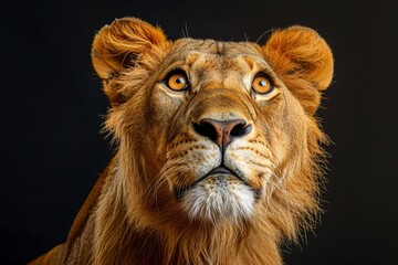 Fototapeta premium Regal Lion: Portrait Highlighting Intricate Details on Plain Black Background