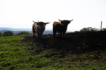two buffalo or horned animals, wild bulls on field.