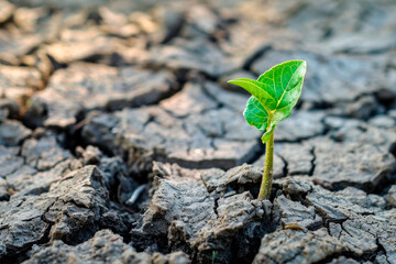 Rising sprout on dry ground. Ecology concept and save the planet