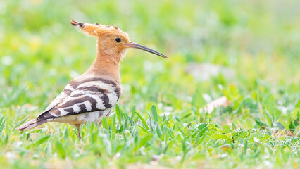 Abubilla sobre la hierba