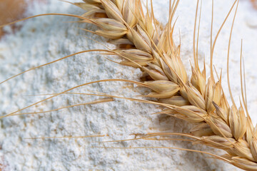 Wheat spikelet on wheat flour close-up. Wheat spikelet in selective focus.