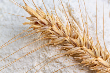 Wheat spikelet on wheat flour close-up.