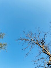 Capturing the fleeting beauty of speed amidst nature's serene embrace