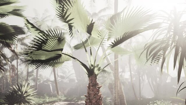 A mystical palm tree surrounded by fog