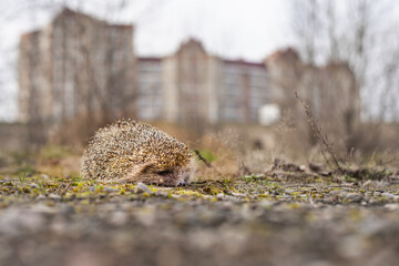 hedgehog on the ground