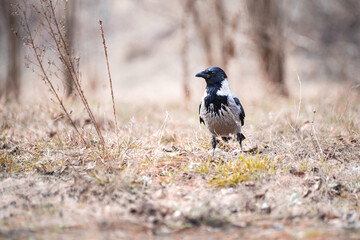crow on the ground