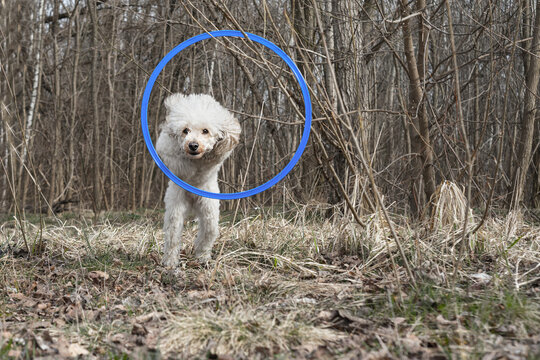 Dog Jumping Through A Hoop