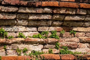 Plant growing on crack Red Brick Wall