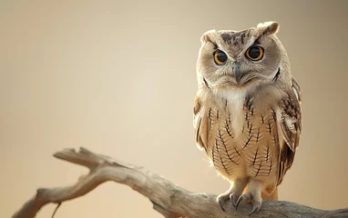 Poster Brown owl standing on branch. Generative AI © Nipawan