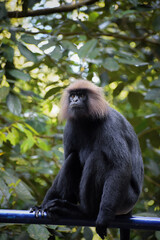 Nilgiri Langur enjoying the nature