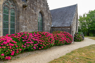 Fototapeta na wymiar Des massifs d'hortensias en fleurs bordent le mur de la chapelle, ajoutant une touche de couleur et de beauté à ce lieu sacré niché en Bretagne.