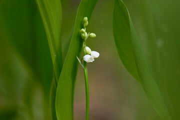 Lily-of-the-valley (Convallaria majalis) blooming in the spring forest.
