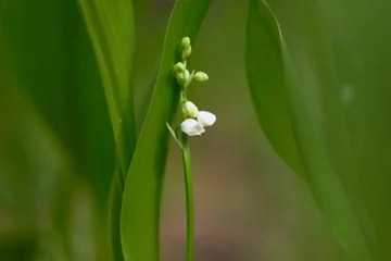  Lily-of-the-valley (Convallaria majalis) blooming in the spring forest.  © Nataliia