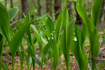 Fototapeta premium Lily-of-the-valley (Convallaria majalis) blooming in the spring forest. 