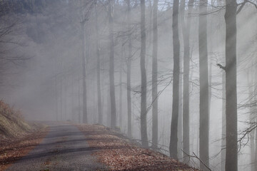 Route dans la brume