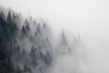 Brume dans les sapins des Vosges