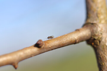 Pear sucker Cacopsylla pyricola crawler. Adult individual in spring on pear tree shoots.