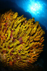 Arrecife cubierto de esponjas marinas