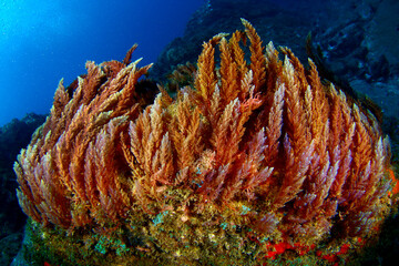 Fondo marino con algas