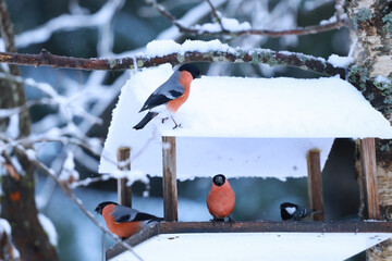 bullfinches eat seeds in a forest feeder.Feeding birds in winter.