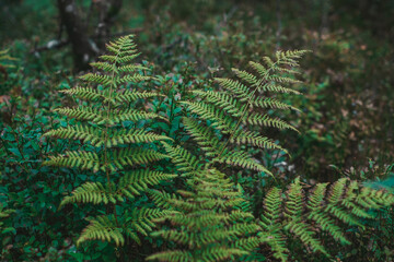 Close-up of a lush green fern frond in a damp forest, with soft light filtering through the leaves above