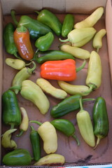 red, green and yellow hot paprika