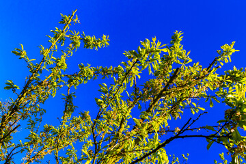 Treetops branches and plants with blue sky background in Germany.