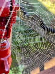 spider web with dew drops - 748919659