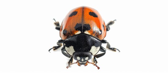 This extreme close-up shot showcases a detailed view of a Coccinella septempunctata, also known as a seven spot ladybird, against a plain white backdrop. The beetles intricate patterns and vibrant