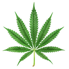 Male hemp or cannabis plant leaves with five leaflets and seven leaflets in one leaf isolated on a white transparent background 