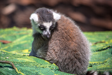 The crab-eating raccoon or South American raccoon (Procyon cancrivorus) is a species of raccoon native to marshy and jungle areas of Central and South America