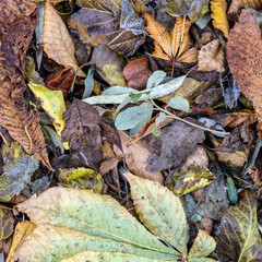 A feast of color created by autumn leaves lay flat on the ground. Natural earthy background.