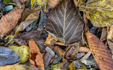 A feast of color created by autumn leaves lay flat on the ground. Natural earthy background.