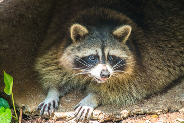The crab-eating raccoon or South American raccoon (Procyon cancrivorus) is a species of raccoon native to marshy and jungle areas of Central and South America © lessysebastian