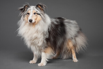 blue merle tricolor shetland sheepdog sheltie standing in the studio on a grey background