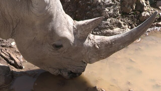 rhinocéros, en gros plan, en train de boire