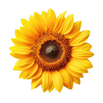 sunflower flower isolated on white transparent background