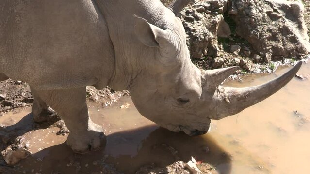 rhinocéros, en gros plan, en train de boire