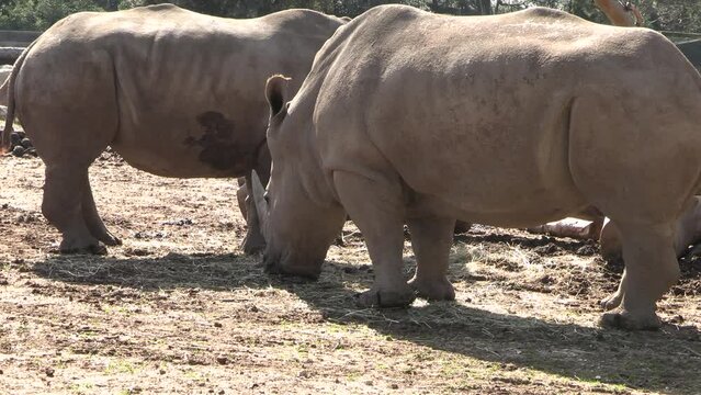 rhinocéros, en gros plan, dans un parc
