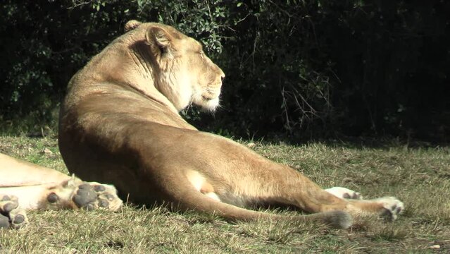 lionne allong&eacute;e dans un parc animalier