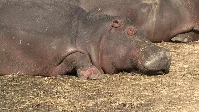 gros plan sur un hippopotame faisant une sieste