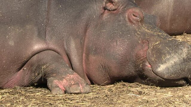 gros plan sur un hippopotame faisant une sieste