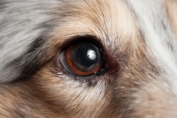 macro shot of a blue merle tricolor shetland sheepdog sheltie dog eye in the studio on a grey...