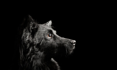 croatian sheepdog dog profile head portrait in the studio on a black background