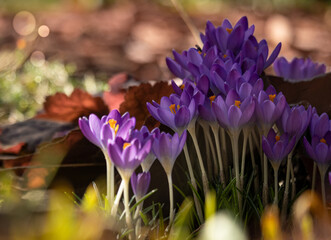 Fioletowe krokusy o rozłożonych płatkach w wiosennym słońcu