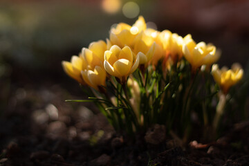 Skupisko żółtych krokusów z fokusem ustawionym na pojedynczy kwiat